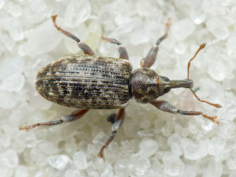 Dorytomus rubrirostris (Gravenhorst, 1807)
